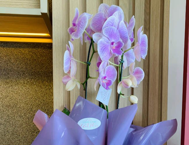ORQUIDEAS1