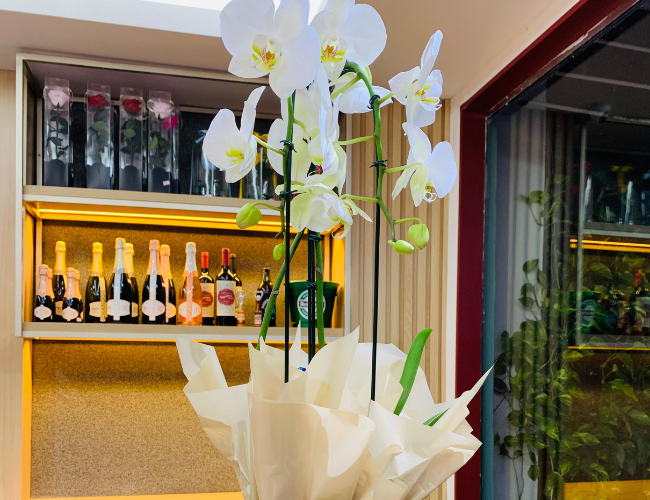ORQUIDEAS3