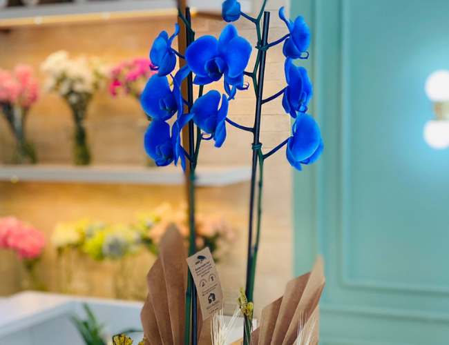 ORQUIDEAS4
